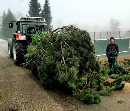 Entfernen Bäume und Hecke am Tennisplatz